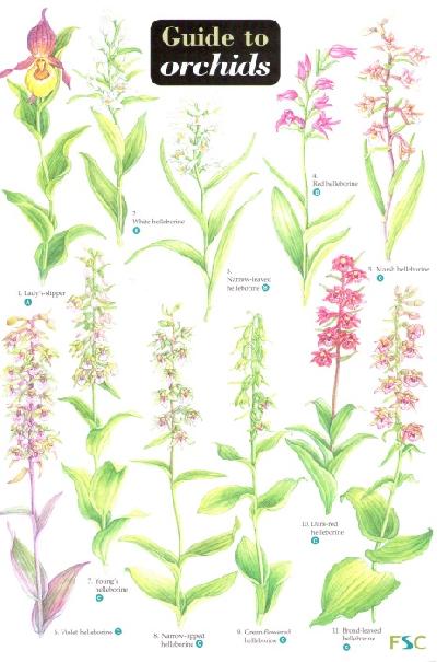 Orchid Identification Chart