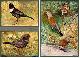  ROBERT, Léon Paul (1851-1923):, Les oiseaux de chez nous. Reproductions d'aquarelles de Léon Paul &  Paul-A. Robert, fils. Collection de feuilles séparées.