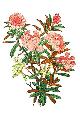  , Rostblättrige Alpenrose, Rhododendron ferrugineum L., aus: WEISZ, Josef,  Blumen der Alpen. N°64 , handkolorierte Original-Holzschnitte gedruckt auf handgemachtem Papier. Blattgrösse 28x38.5 cm.  Die Herausgabe dieser prächtigen Pflanzenholzschnitte wurde bereits 1938 durch Anton Kippenberg veranlasst. Fritz Arnold druckte die ersten 48 Holzschnitte noch während des Krieges, aus der er nicht zurückkam. 1947 druckte Weisz selbst den Rest und das Werk wurde durch den Insel Verlag verlegt.
