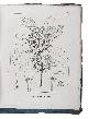  SAINT-HILAIRE, Auguste de, Adrien de JUSSIEU and Jacques CAMBESSEDES., Plantes usuelles des Brasiliens.Paris, Grimbert (printed by Casimir), 1824-1828. In 14 instalments. Large 4to (29.5 x 22.5 cm). With 70 lithographed botanical plates, all by Langlumé. Original publisher´s blue printed wrappers, the back wrapper with llists of Gimbert´s publications (4 versions, on parts 1, 2-7, 8-13 and 14) in the same border; the first instalment with a printed part number, but further numbered by hand. With the bolts opened at the head, but wholly untrimmed, preserving all deckles and point-holes. Preserved in a modern green morocco box, with transparent acrylic windows for sides.