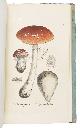  [MIQUEL, Friedrich Anton Wilhelm.]., Over de Noord-Nederlandsche vergiftige gewaschen. [Rotterdam?,  1836?].  4to. Manuscript in brown ink on laid paper, written in Dutch in a small but neat Latin hand.With: [MIQUEL, Friedrich Anton Wilhelm?]. Pharmacie.[Rotterdam?, ca. 1845?]. 8vo. Manuscript in brown ink on wove paper, written in Dutch in a small but neat Latin hand. Near contemporary half cloth (impressed with a diamond diaper pattern), marbled sides (light brown unusual spots on dark brown shell spots, the interior of the unusual spots looking more like tourniquet or Gustav marbling than Stormont or cassés), sewn on 2 tapes. With the second manuscript never sewn or bound and loosely inserted.Together with: (2) MIQUEL, Friedrich Anton Wilhelm. De Noord-Nederlandsche vergiftige gewassen. Amsterdam, C.G. Sulpke (back of title-page: printed by C.A. Spin), 1836-1837.  8vo. With 30 partly hand-coloured lithographed plates. Original publisher's printed paper wrappers over boards.