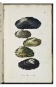  TURTON, William and John Edward GRAY (editor)., A manual of the land and fresh-water shells of the British Islands, with figures of each of the kinds.London, Longman, Orme, Brown, Green, and Longmans, 1840. 8vo. With 12 hand-coloured engraved plates and some small wood-engraved illustrations in text. Original publisher's gold- and blind-blocked cloth.