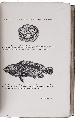  ALCOCK, Alfred William., A naturalist in Indian seas or, four years with the Royal Indian marine survey ship "Investigator".London, John Murray (colophon: printed by Oliver and Boyd, Edinburgh), 1902. 8vo. With a photogravure frontispiece depicting the Investigator, a folding map and 98 illustrations on 58 plates. Contemporary black-blocked cloth; rebacked with brown board, modern endpapers.