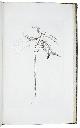  KAEMPFER, Engelbert (Sir Joseph BANKS, ed.)., Icones selectæ plantarum, quas in Japonia collegit et delineavit.London, [Library of the British Museum], 1791.  Folio (42 x 26.5 cm.). With 59 etched plates, (8 are double-page), by Daniel Mackenzie. Slightly later half calf, marbled sides, gold-tooled monogram AL on spine.