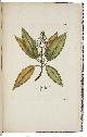  SWARTZ, Olof Peter., Icones plantarum incognitarum quas in India Occidental.Erlangen, Johann Jacob Palm, 1794-[1800]. 2 parts in 1 volume. Folio. With XII finely hand-coloured numbered engraved plates. Near contemporary half cloth, marbled sides.