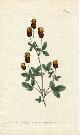  Curtis, William, Original Hand Colored Print No. 557; Trifolium Spadiceum, or Bay Coloured Trefoil