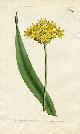  Curtis, William, Original Hand Colored Print No. 499; Allium Moly, or Yellow Garlic