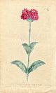  Curtis, William, Original Hand Colored Print No. 398; Agrostemma Flos Jovis, or Umbel'd Rose Campion