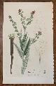  Curtis, William, 1817 Hand-Colored Antique Curtis Botanical Print, Cynoglossum Officinale (Houndstongue)