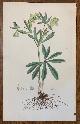  Curtis, William, 1817 Hand-Colored Antique Curtis Botanical Print, Helleborus Viridis (Green Hellebore)