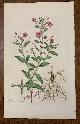  Curtis, William, 1817 Hand-Colored Antique Curtis Botanical Print, Epilobium Hirsutum (Great Hairy Willow-Herb)