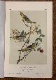  Audubon, John J., Bullock's Troopial: Plate #218 from Birds of America