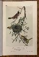  Audubon, John J., Orchard Oriole, or Hang Nest: Plate #219 from Birds of America