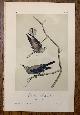  Audubon, John J., Clarke's Nutcracker: Plate #235 from Birds of America