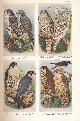  WITHERBY, H F; JOURDAIN, F C R; TICEHURST, N F; TICKER, B W, The Handbook of British Birds. Volume III. Hawks to Ducks