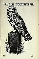  GALLOWAY, B; HODGSON, M S; DEACON, J P; MILLER, G F [ILLUS.], Birds in Northumbria. 1978 Northumberland Bird Report
