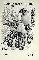  HODGSON, MICHAEL; JOHNSTON, AALAN; KERR, IAN; HART, ALAN; &C. [ILLUS.], Birds in Northumbria. 1990 Northumberland Bird Report