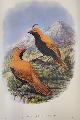  SHARPE, R BOWDLER, Monograph of the Paradiseidae or Birds of Paradise and Ptilonorhinchidae, or Bower-Birds