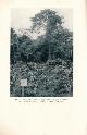  MACGREGOR, W D, Silviculture of the Mixed Deciduous Forests of Nigeria. Oxford Forestry Memoirs Number 18, 1934