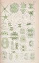  BAKER, JOHN G; RIDLEY, HENRY N; &C, The Journal of the Linnean Society. [Botany] Volume XXI. December 1882 - April 1884 - January 1886