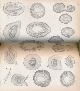  BRANDIS, DIETRICH; EWART, ALFRED JAMES; &C, The Journal of the Linnean Society. [Botany] Volume Xxx1. November 1895 - April 1897