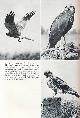  BROWN, LESLIE HILTON, British Birds of Prey. New Naturalist No 60. 1979