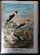  ORNITHOLOGIE.-  NAUMANN, Johann Andreas:, = Naturgeschichte der Vögel Mitteleuropas, Bd. 1.: Drossseln. Neu bearbeitet v. G. Berg u.a. Hrsg. v. C.R.Hennicke.