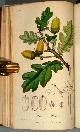  STEPHENSON, John, Medical Botany: Or, Illustrations and Descriptions of the Medicinal