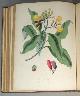  BURNETT, Gilbert Thomas, Cyclopaedia of Useful & Ornamental Plants Used in the Arts, in Medicin