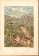  Brehm, Alfred:, Bobak.  EINZELBLATT  mit einer farbigen lithographischen Abbildung. Blattgrösse: 25 x 17 cm, Bildgrösse: ca. 20 x 13 cm. Aus: Brehms Thierleben. Allgemeine Kunde des Thierreichs. 2. Auflage, kolorierte Ausgabe. Säugethiere. 2. Band. Inhalt: Raubthiere, Kerfjäger, Nager, Zahnarme, Beutel- und Gabelthiere.