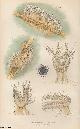  W. Houghton, The Wandering Polyzoon (Cristatella Mucedo). An original uncommon article from the Intellectual Observer, 1865.