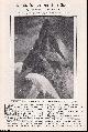  George D. Abraham, Up the Schreckhorn Mountain in a Storm, Switzerland. An uncommon original article from The Strand Magazine, 1908.