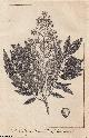  ENGRAVING, The Cabbage Bark Tree of Jamaica. An original engraving from The Universal Magazine for 1784.