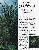  Mirabel Osler, Rosemary Verey and Her Garden at Barnsley House, Cirencester, Gloucestershire. An original article from The Connoisseur, 1988.