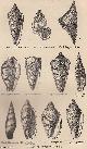  The Late Dr. S.P. Woodward, The Form, Growth, & Construction of Shells. An original uncommon article from the Intellectual Observer, 1867.
