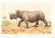  P.L. Sclater, African Rhinoceroses. An original uncommon article from the Intellectual Observer, 1870.