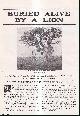  Captain G.D. Haigh, Late of the Matabeleland Relief Force. Illustrated by Lionel Edwards., Buried Alive By A Lion. An uncommon original article from the Wide World Magazine, 1912.