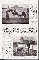  PONY BREEDING, Ladies who Breed & Break Ponies. By Annesley Kenealy. An uncommon original article from the Lady's Realm 1904.