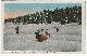  Postcard, Elks Stalled in Snow, Hayden Valley, Yellowstone National Park