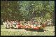  Postcard, Sleighriding in Florida's Silver Springs, Tommy Bartlett's Deer Park