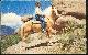  Postcard, Cowboy on Horseback Halted to Survey the Scenic Splendor