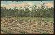  Postcard, Typical Strawberry Field, Florida