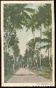  Postcard, Three People on Palm Lined Walk in Trinidad