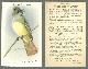 Advertisement, Victorian Trade Card for Arm and Hammer Baking Soda, Useful Birds of America Series, the Flycatcher