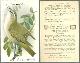  Advertisement, Victorian Trade Card for Arm and Hammer Baking Soda, Useful Birds of America Series, the Red-Eyed Vireo