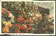  Postcard, Begonias, the Butchart Gardens, Victoria, British Columbia, Canada
