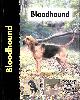 1842860143 NONA KILGORE BAUER, Bloodhound