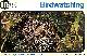 Click to enlarge 1560475258,