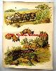  Von Engleder - Matzdorff  / wall chart / Schoolplaat / School Poster / School chart / Teaching chart, poster / schoolkaart, ( SCHOOLPLAAT ) Spinkhaan , Veenmol
