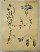  Von Engleder und Prof J. Eichler, gez. von C. Dietricj Botanical / wall chart / Schoolplaat / School Poster / School chart / Teaching chart, poster / schoolkaart, ( SCHOOLPLAAT ) Centaurea cyanus.,Cornflower., Korenbloem